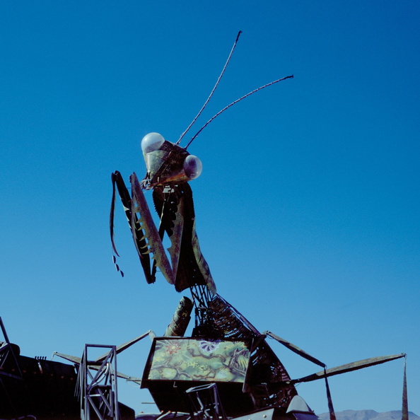 Mantis.jpg